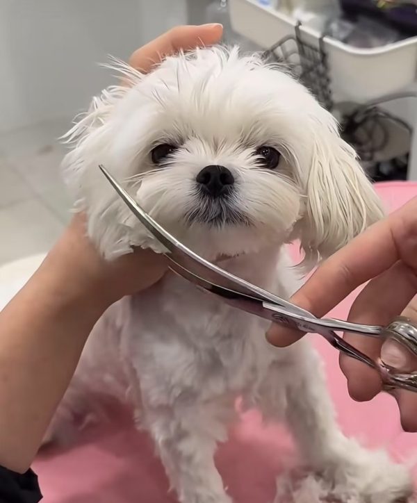 dog grooming by profession groomers