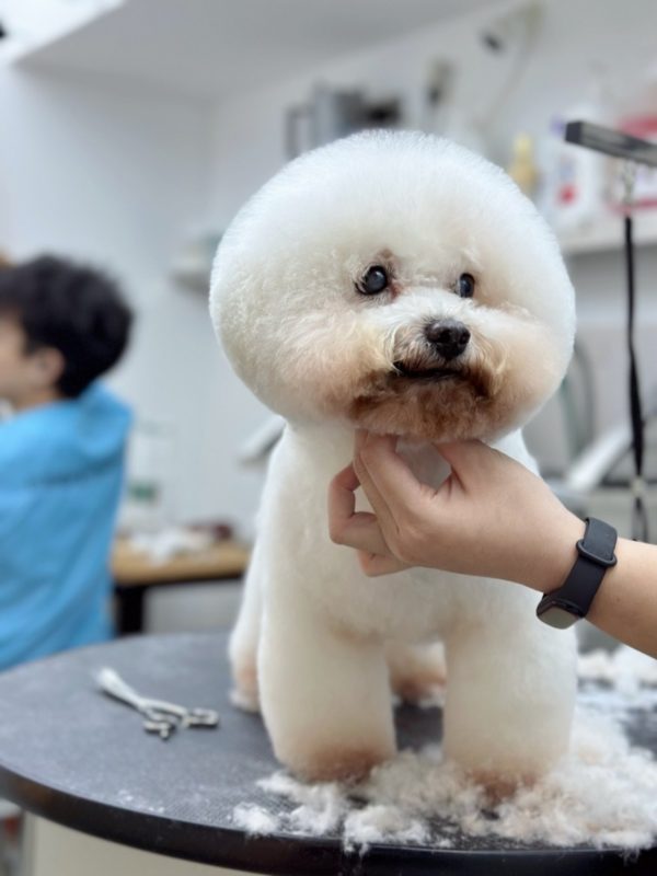 Professional dog groomer using curved scissors to trim a poodle’s coat.
