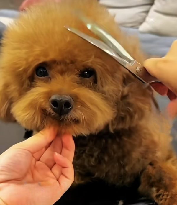 Groomer shaping a dog’s facial fur with curved shears for a neat finish.