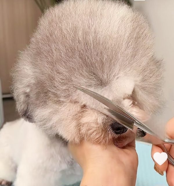 Pet grooming station setup
