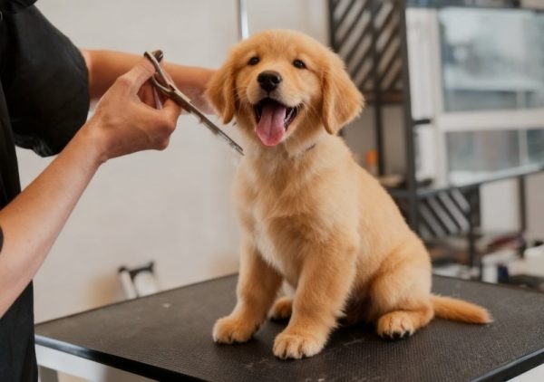 Dog grooming on table with curved thinning shears – shaping the round face