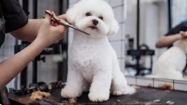 Professional groomer using 8 inch curved thinning shears on a fluffy dog