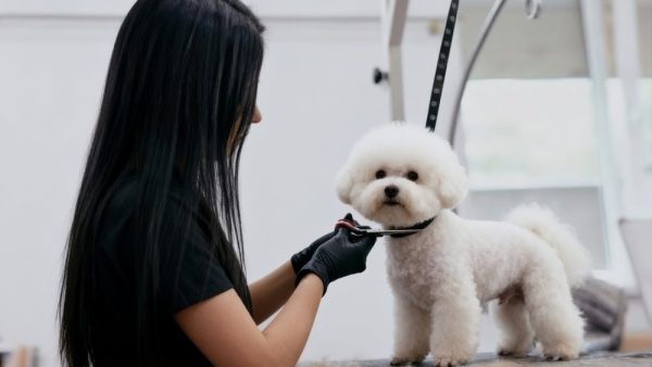 8 Inch Curved Thinning Shears for Dog Grooming